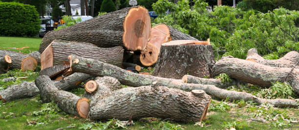 How Our Tree Care Process Works  in  Lagrange, IN